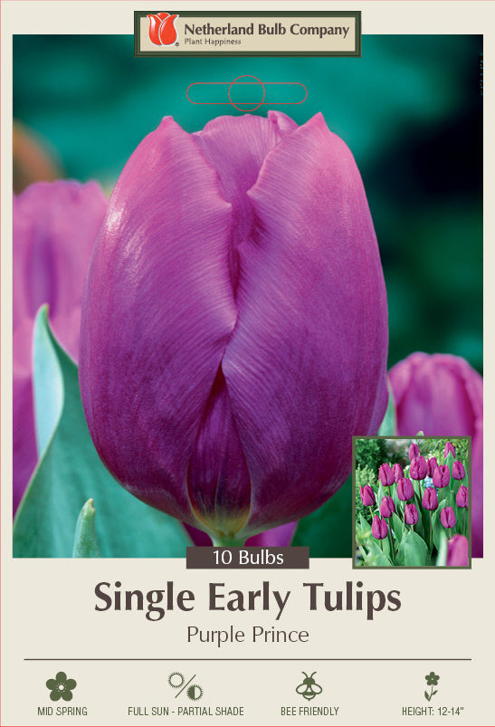 Netherland Bulb Company Single Early Tulips 'Purple Prince'