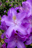 Purpureum Elegans Rhododendron (3 Gallon Pot)