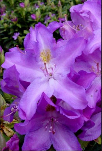 Purpureum Elegans Rhododendron (3 Gallon Pot)