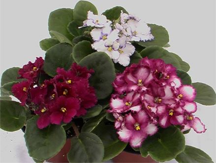 Violet - Assorted Colours - 4'' Pot (4'')