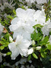 Green Promise Farms™ Girards Pleasant White Azalea