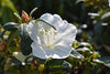 Green Promise Farms™ Girards Pleasant White Azalea