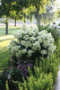 Bobo® Panicle Hydrangea