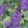 Buddleia, Pugster Blue® 3G (24 Height - 3G)