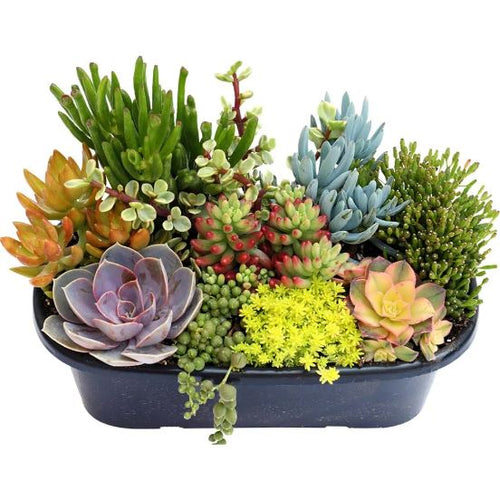 Living Canvas Succulent Planter