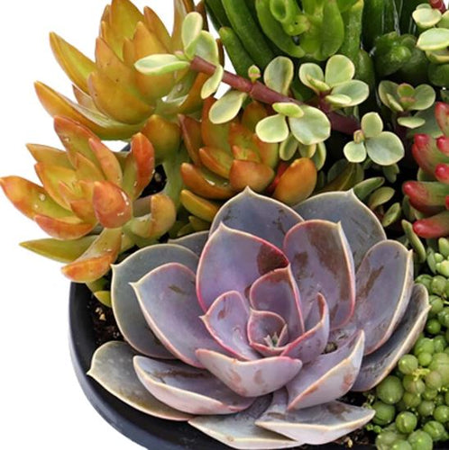 Living Canvas Succulent Planter