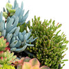 Living Canvas Succulent Planter